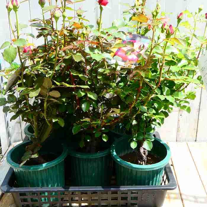 Amazon | バラ エンジェルフェイス 6号鉢 芳香種 紫色 四季咲き 薔薇
